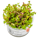 1-2-Grow! Plant Rotala rotundifolia 'Blood Red'
