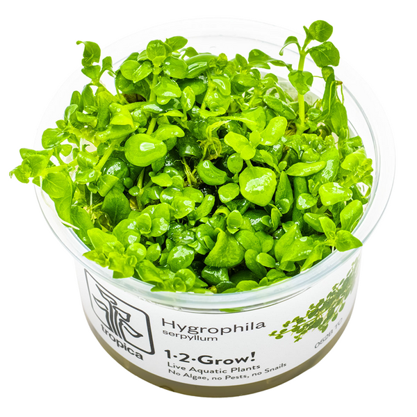 1-2-Grow! Plant Hygrophila serpyllum