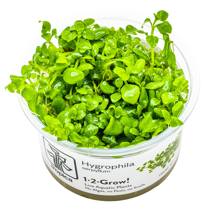 1-2-Grow! Plant Hygrophila serpyllum