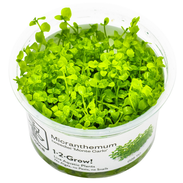 1-2-Grow! Plant Micranthemum tweediei 'Monte Carlo'