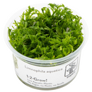 1-2-Grow! Plant Limnophila aquatica