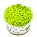 1-2-Grow! Plant Spirodela polyrrhiza