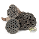 NewCal Pet Mini Lotus Pods 10-Pack