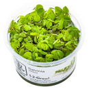 1-2-Grow! Plant Salvinia minima