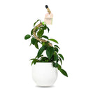 Mossify Bendable Coir Pole w/Tape