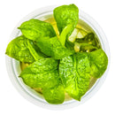 1-2-Grow! Plant Echinodorus grisebachii 'Tropica'