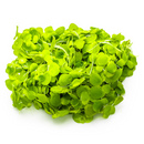 1-2-Grow! Plant Spirodela polyrrhiza