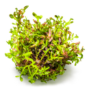1-2-Grow! Plant Rotala rotundifolia 'Blood Red'
