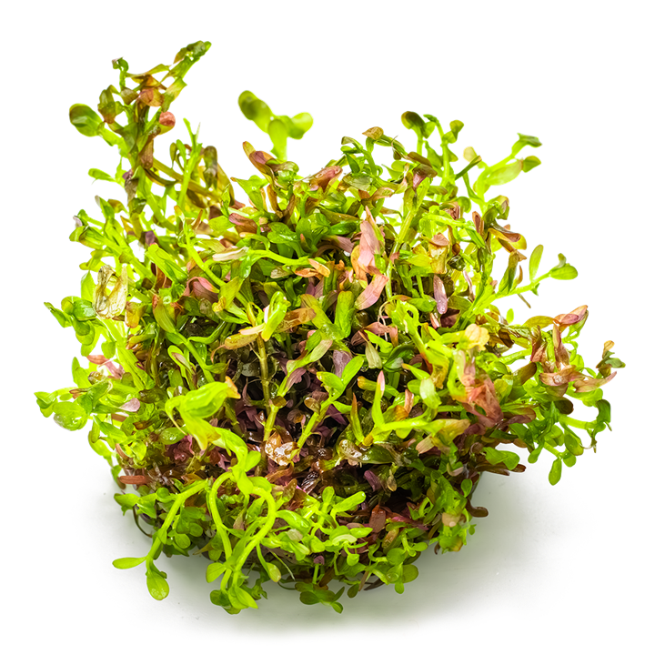 1-2-Grow! Plant Rotala rotundifolia 'Blood Red'