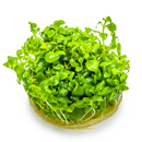 1-2-Grow! Plant Hygrophila serpyllum