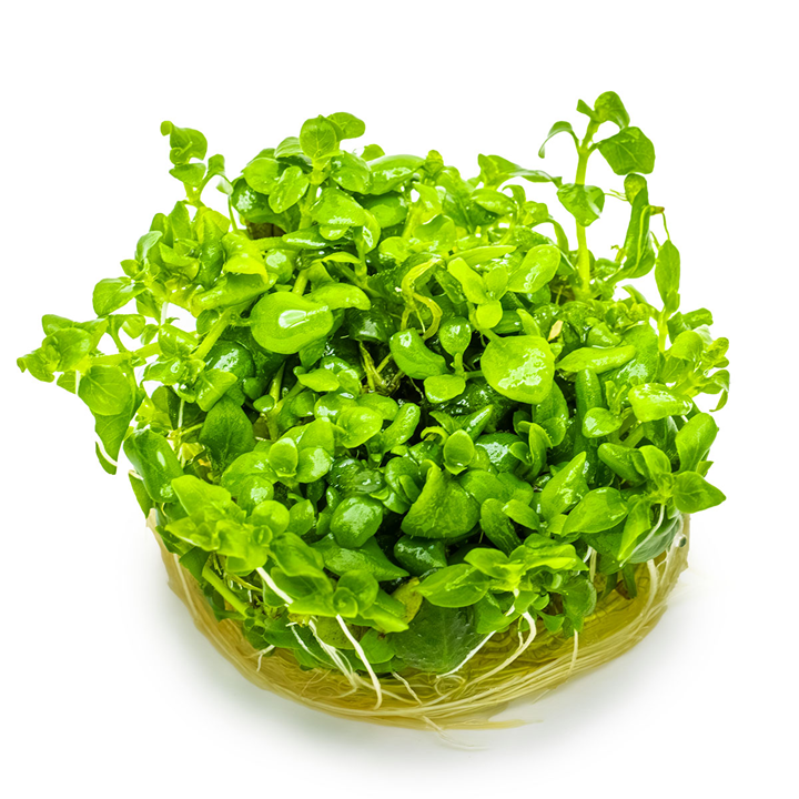 1-2-Grow! Plant Hygrophila serpyllum