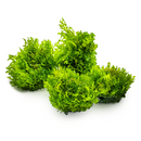 1-2-Grow! Plant Riccardia chamedryfolia