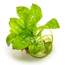 1-2-Grow! Plant Echinodorus grisebachii 'Tropica'