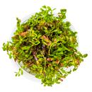 1-2-Grow! Plant Rotala rotundifolia 'Blood Red'