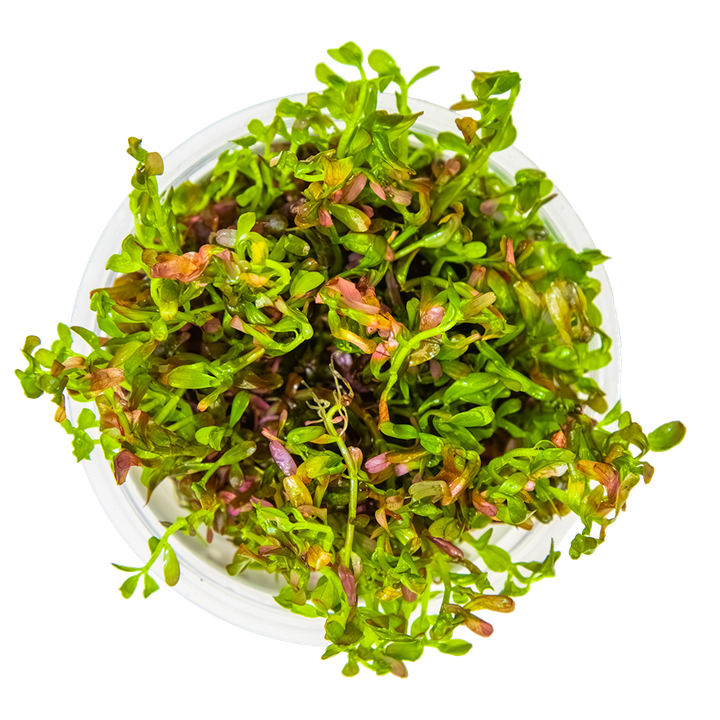 1-2-Grow! Plant Rotala rotundifolia 'Blood Red'
