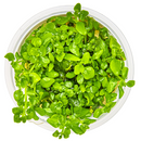 1-2-Grow! Plant Hygrophila serpyllum