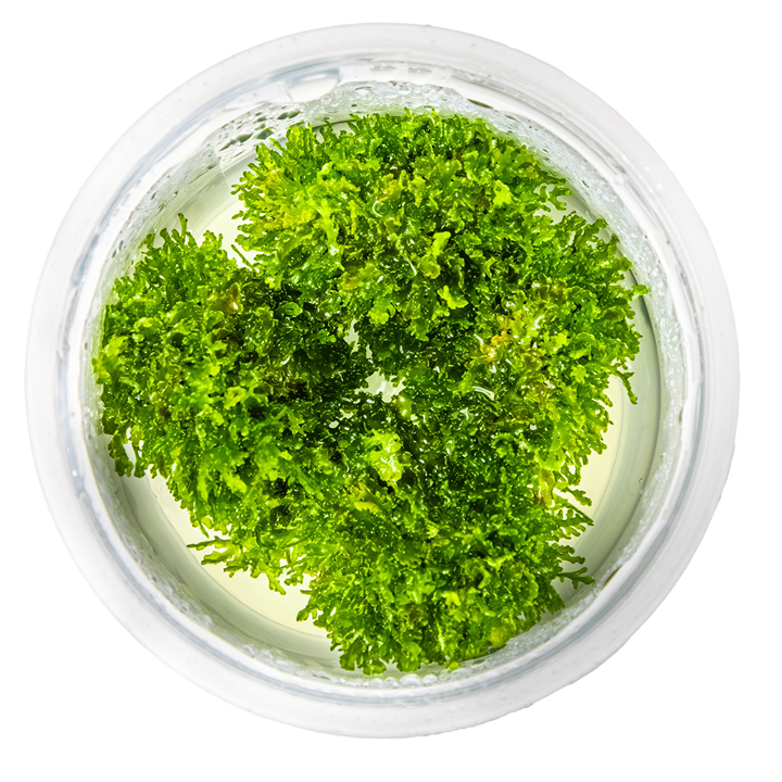 1-2-Grow! Plant Riccardia chamedryfolia