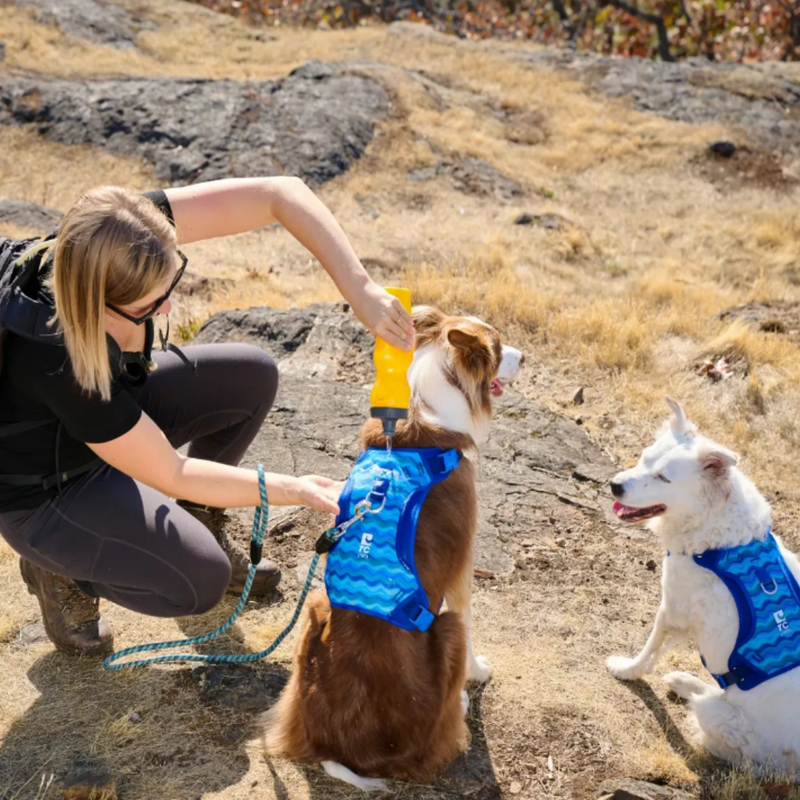 RC Pets Cool Comfort Harness - Surf