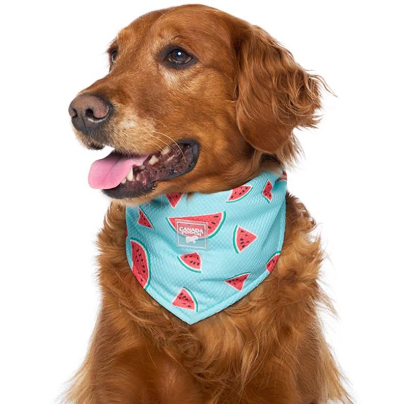 Canada Pooch Chill Seeker Cooling Bandana