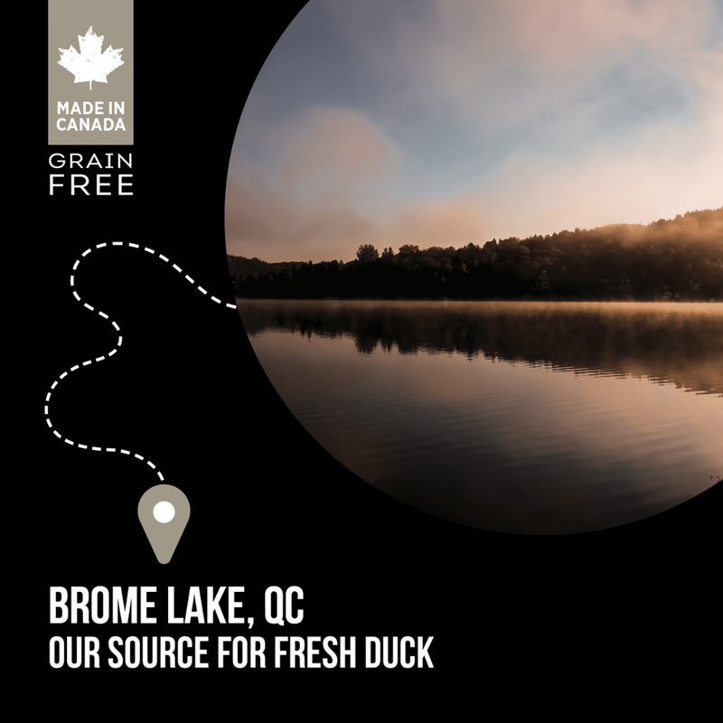 Nutrience SubZero Northern Lakes Fish & Duck Dog Food 10kg