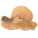 NewCal Pet Mini Sponge Mushrooms 3-Pack