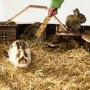 Vitakraft Crunch Sticks Wild Berry & Honey Flavor Rabbit Treat 113g