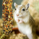 Vitakraft Crunch Sticks Apple & Honey Flavor Hamster Treat 99