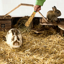 Vitakraft Crunch Sticks Whole Grains & Honey Flavor Rabbit Treat 113g