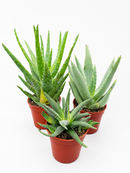 Assorted Aloe & Haworthia | 3.25" Pot