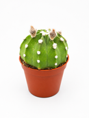 Echinopsis subdenudata | Domino Cactus | 3.25" Pot