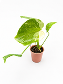 Monstera Thai Constellation | 2" Pot