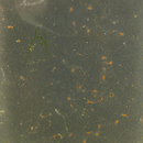 Peters Reef Essentials - Copepod Blend