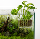 Peter's Aquatic Plant Holder - Acrylic
