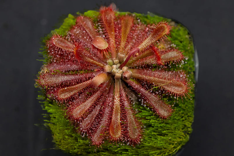 Drosera ultramafica