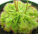 Drosera ultramafica