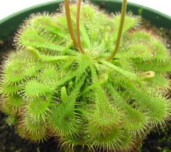 Drosera ultramafica