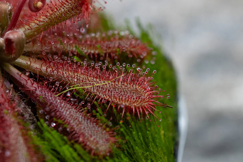 Drosera ultramafica
