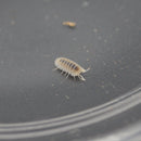 Cubaris murina 'Glacier' Isopod Culture