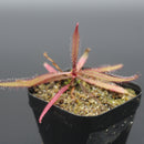Drosera adelae