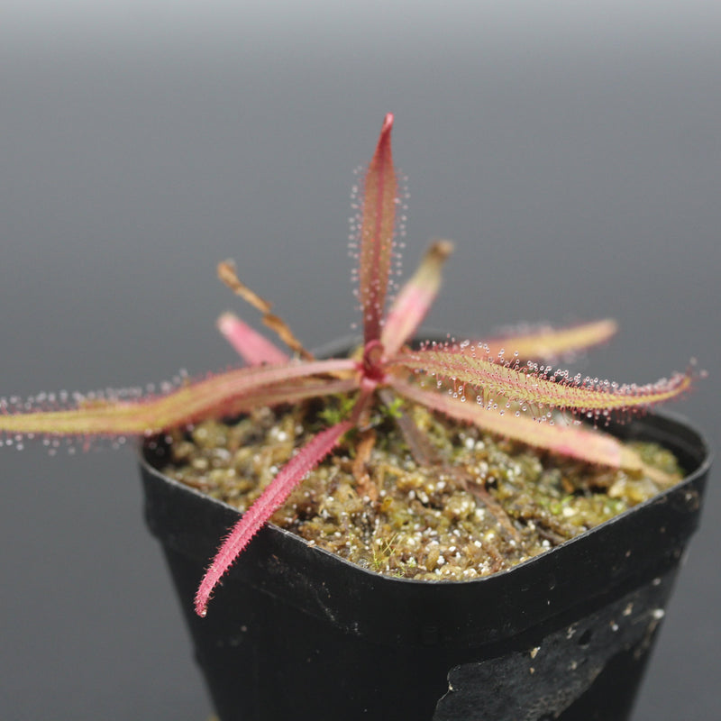 Drosera adelae