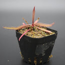 Drosera adelae