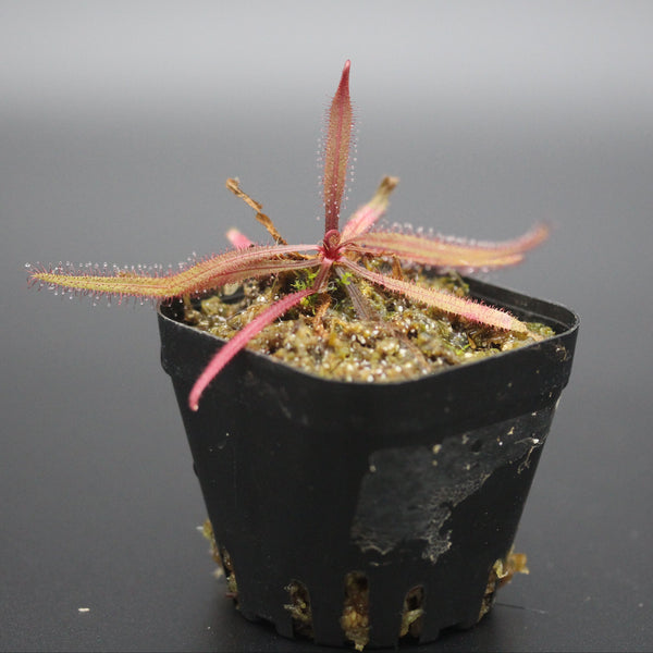 Drosera adelae