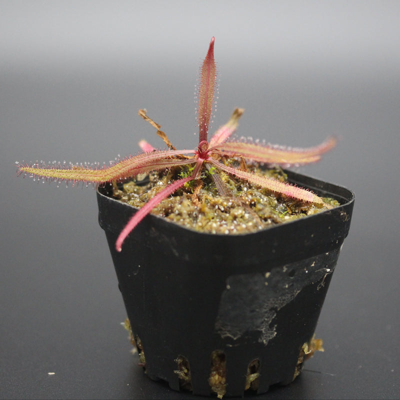 Drosera adelae