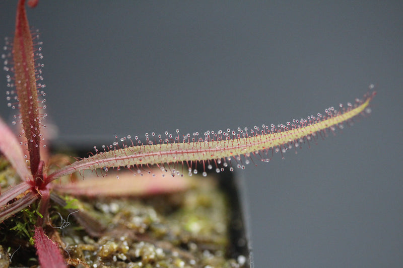 Drosera adelae