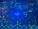 Live Coral Frags - Row A | Week of October 25th, 2026