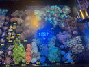 Live Coral Frags - Row B | Week of October 25th, 2026