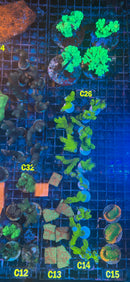 Live Coral Frags - Row C | Week of October 25th, 2026