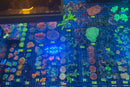 Live Coral Frags - Row C | Week of October 25th, 2026