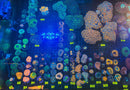 Live Coral Frags - Row D | Week of October 25th, 2026