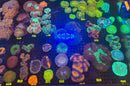 Live Coral Frags - Row D | Week of October 25th, 2026